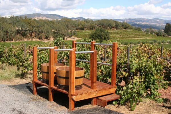 vineyard, winery, grape-1331574.jpg
