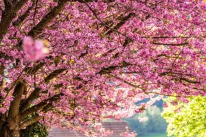 cherry blossoms, flowers, trees-7136163.jpg